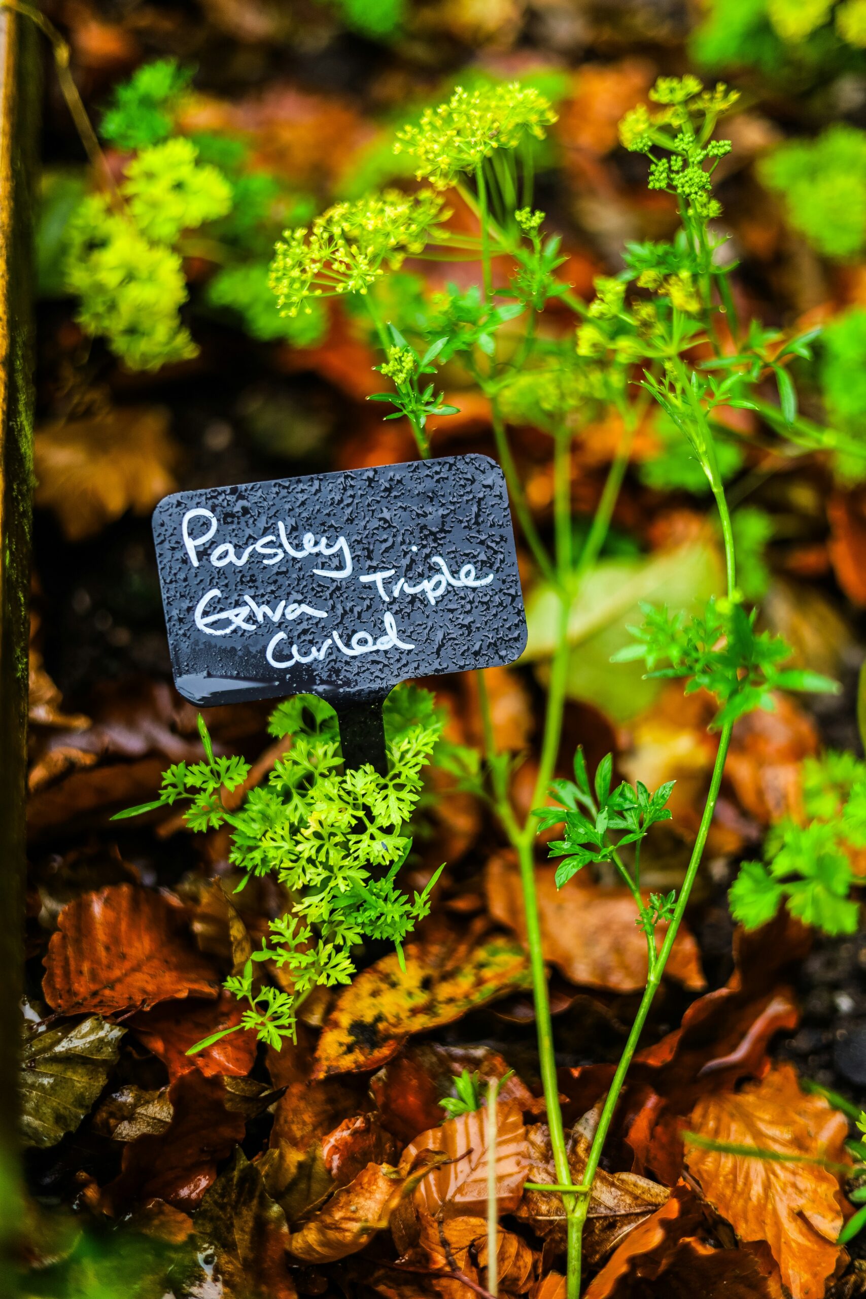 a sign that is sitting in the leaves