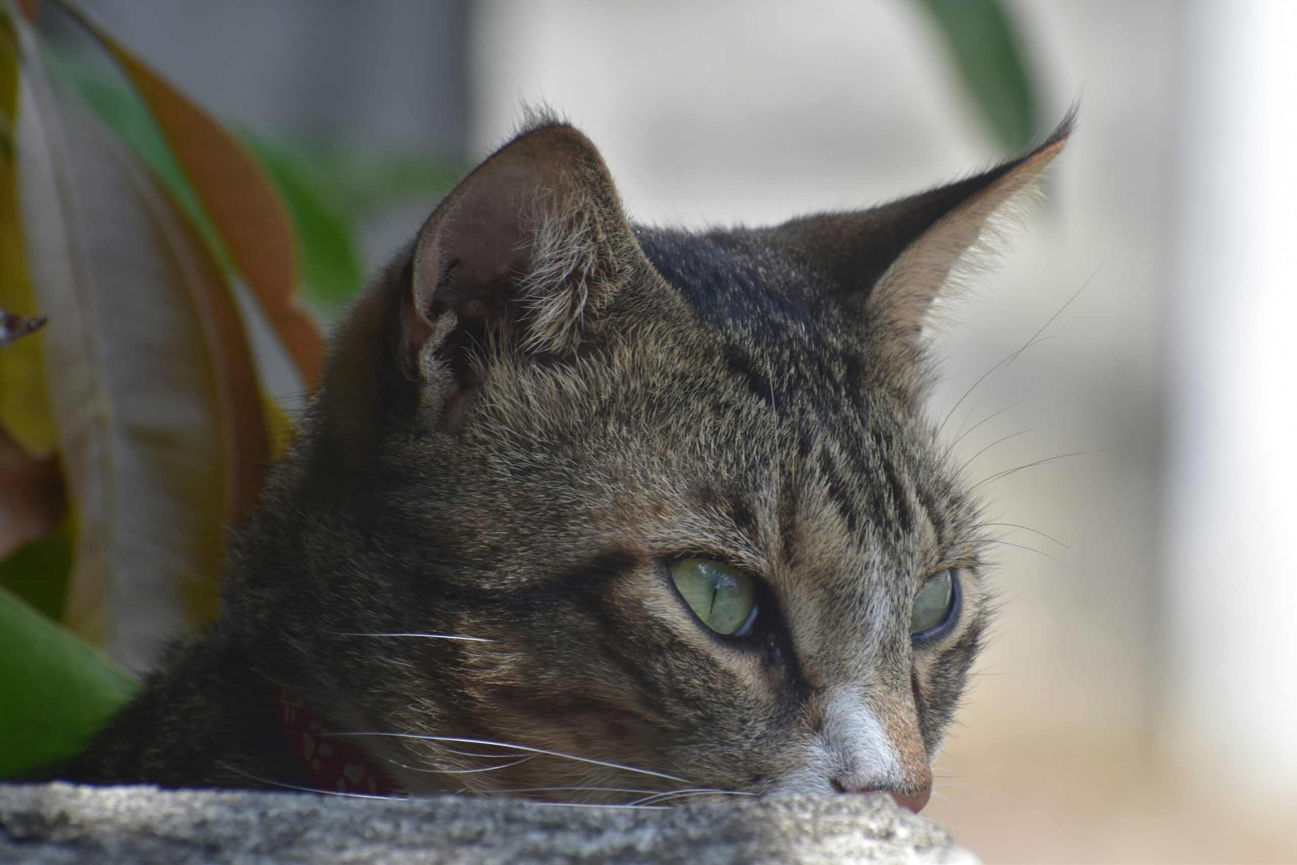 A close up of a cat near a plant