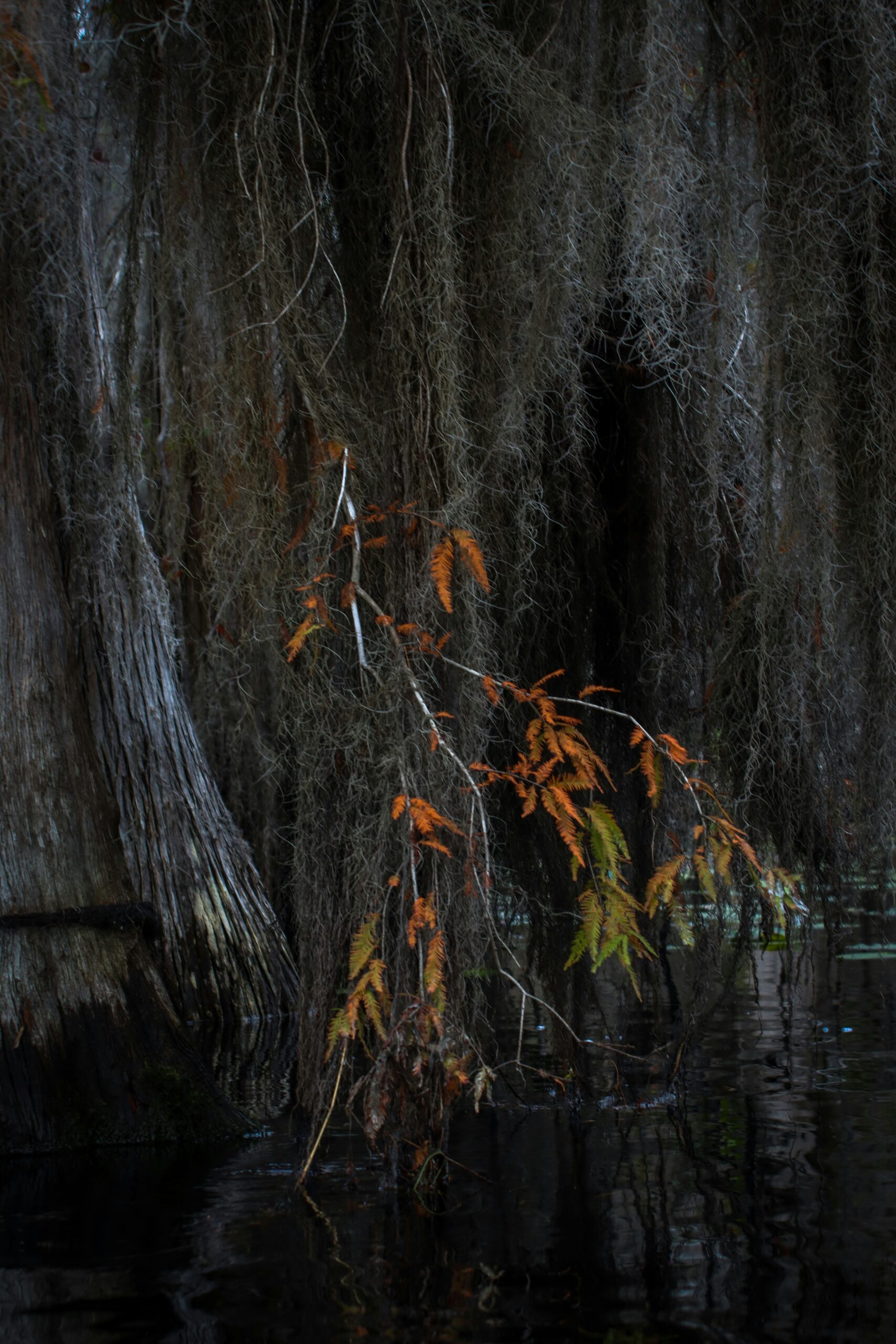 a tree that is sitting in the water