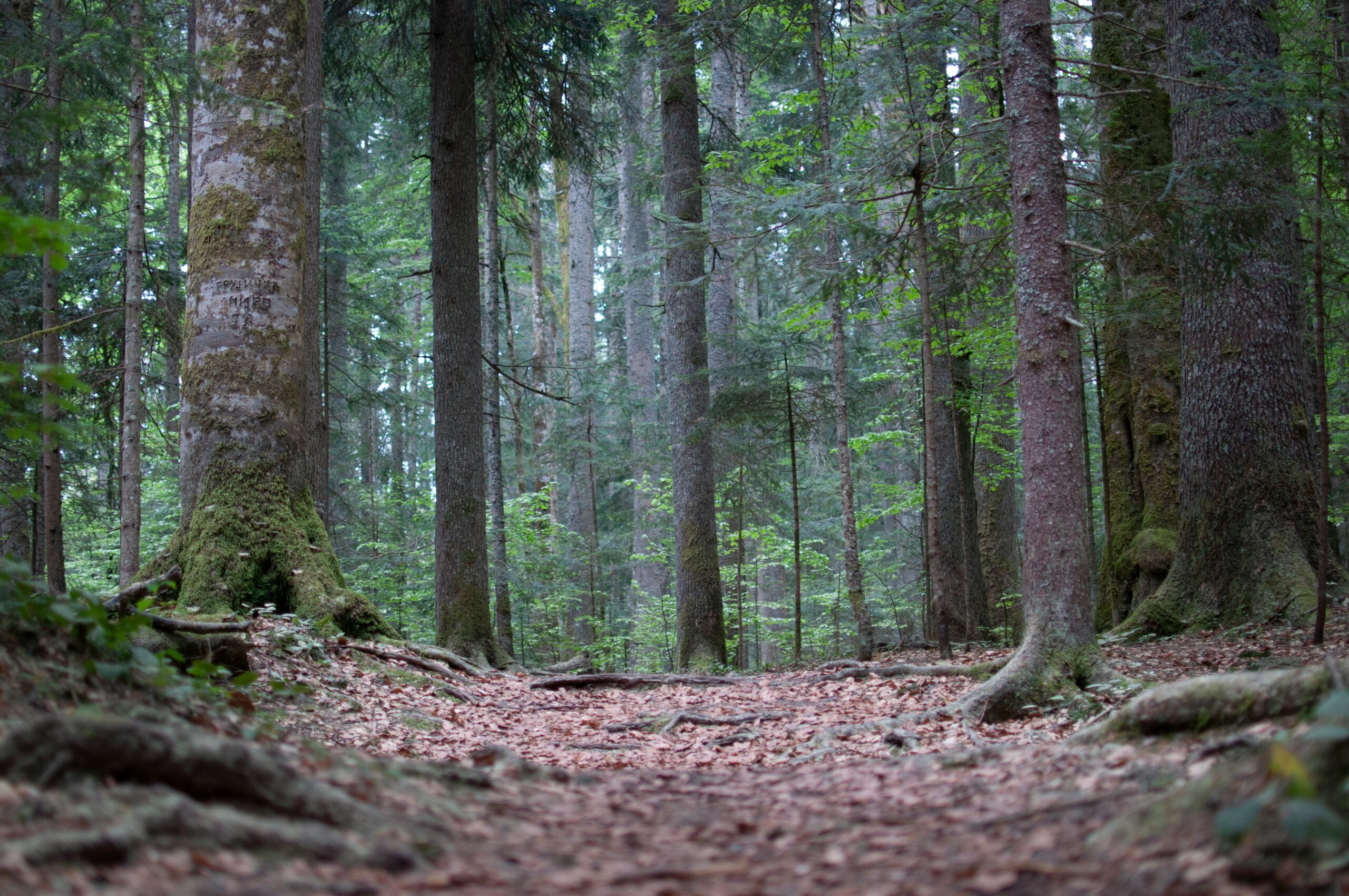 green trees on brown soil