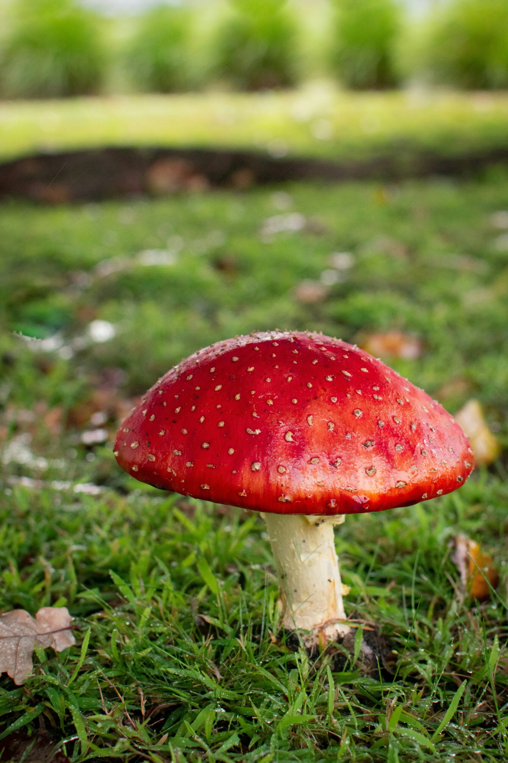 red mushroom